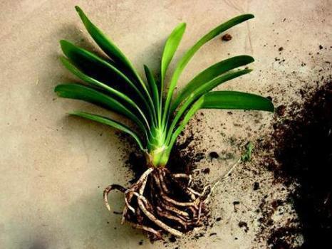 救回来|君子兰烂根“快死了”,别着急扔,一招就能救回来