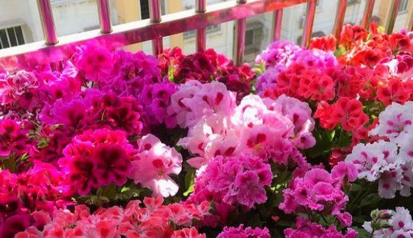 天竺葵|养老天竺葵,记住一个“九球队”,将阳台和解2年,邻居都很垂涎欲滴