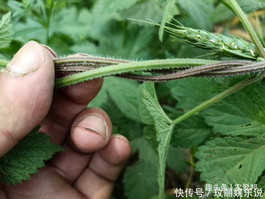 割人藤|农村常见的野草，农村人对它是又爱又恨，这究竟是为什么呢？