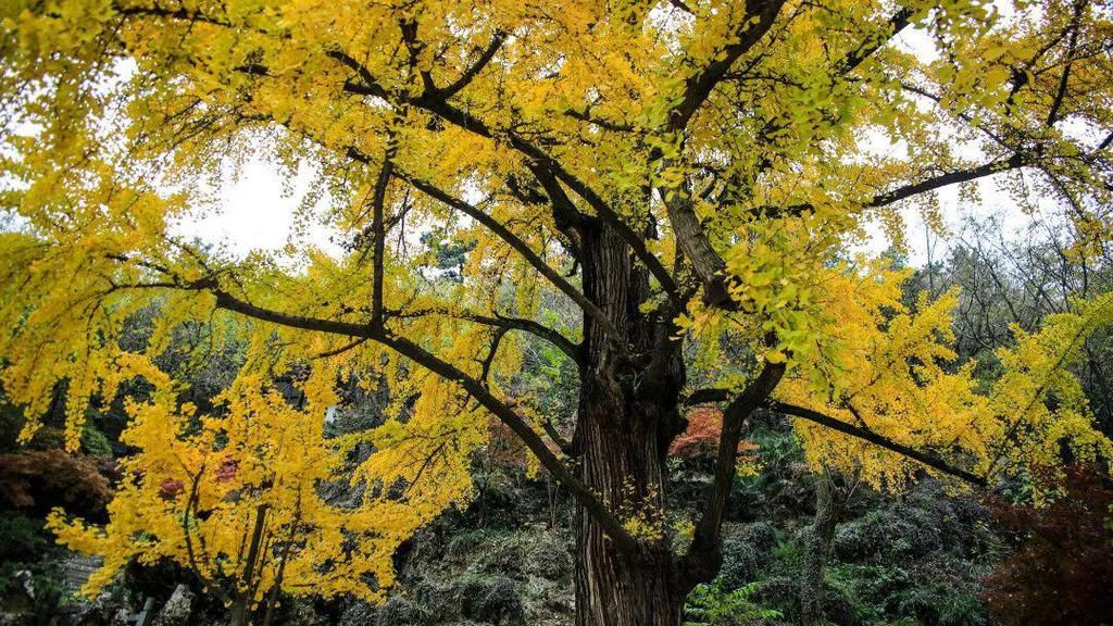  昆山|600年后百戏齐聚昆曲发源地，余音绕梁，共赏江南！