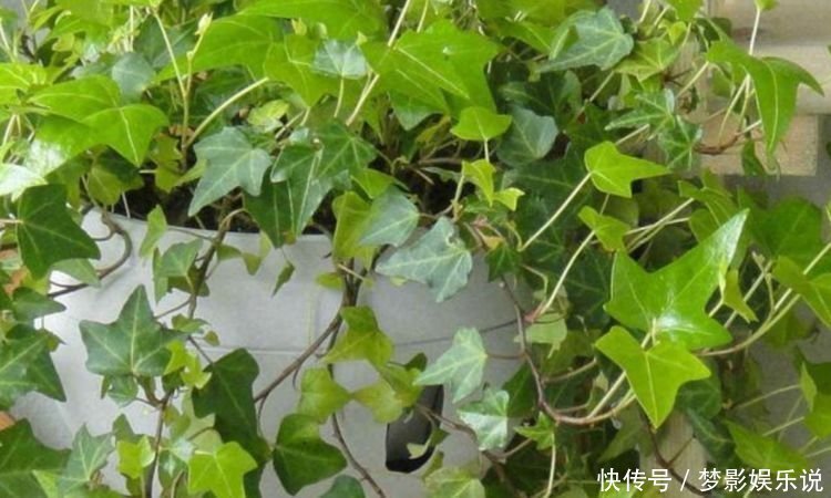 阳台上|正月二十七,家里养上4种花,净化空气好,好养又便宜