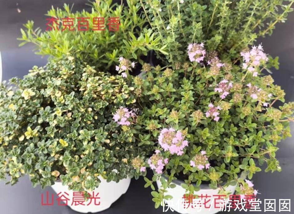 6种香草盆栽,掐个叶子就能吃,味道清香四溢!