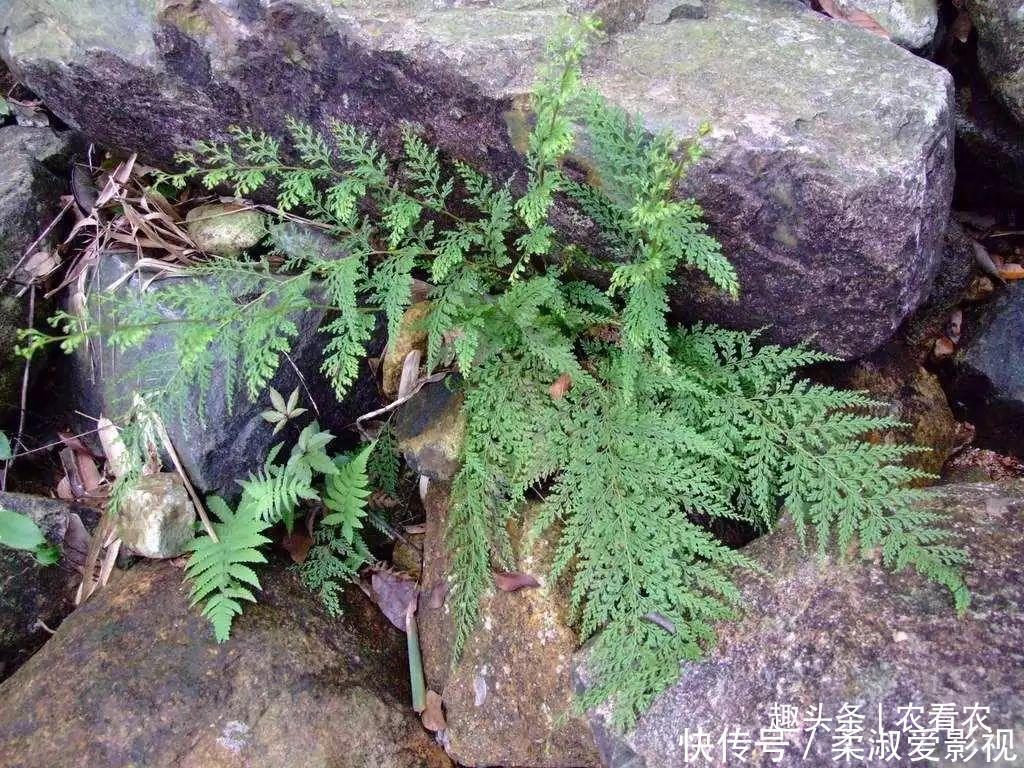 清熱解毒|老人眼中的“萬能解毒草”，外表不出眾，常被當柴燒，值得珍惜