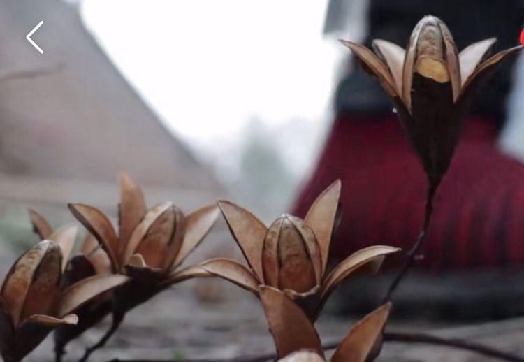 香椿树上结的果实叫啥名有人花钱去农村收集,有什么用吗