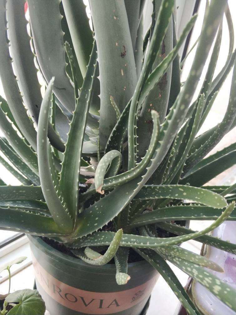 老中医都爱养的花,养在家里好处多,养人养身心