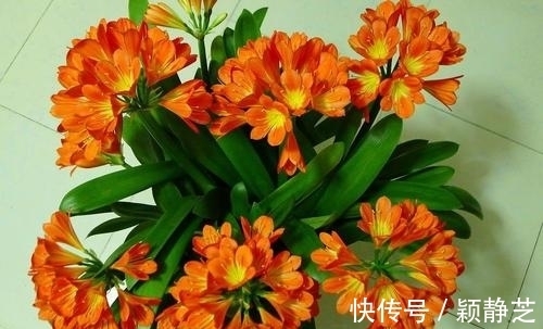 冬天养君子兰,掌握3个要点,顺利开花,叶片挺拔如折扇!