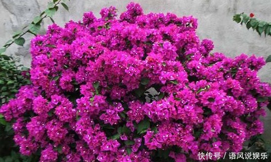 养出|养出开花多的花卉,要掌握“妙招”,花芽乱窜,次次花开“爆盆”