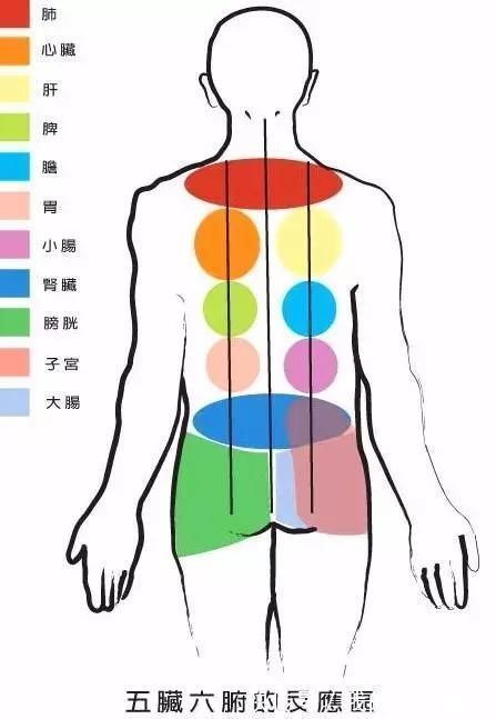 身体疲劳|秋后做背，人活百岁！养背就等于养五脏六腑，一招或解决几十种病