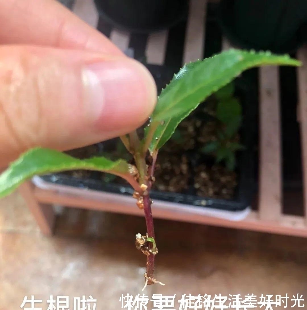 天竺葵|8种花夏天太容易死,现在赶紧扦插,死了也不心疼