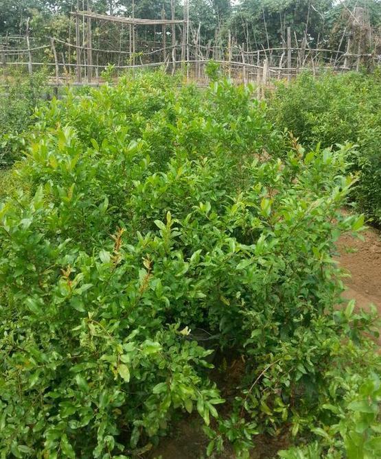 1种果树剪根枝，插土里就活，当年就能挂果，压弯枝！