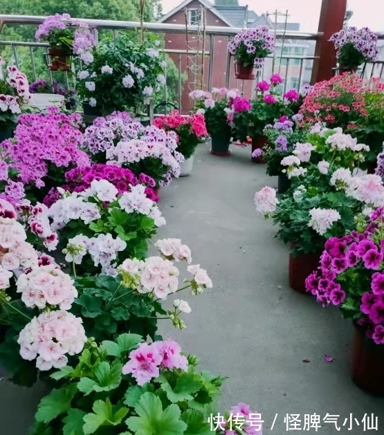 新芽|开花万人迷,做到4点,花儿拥挤刹不住