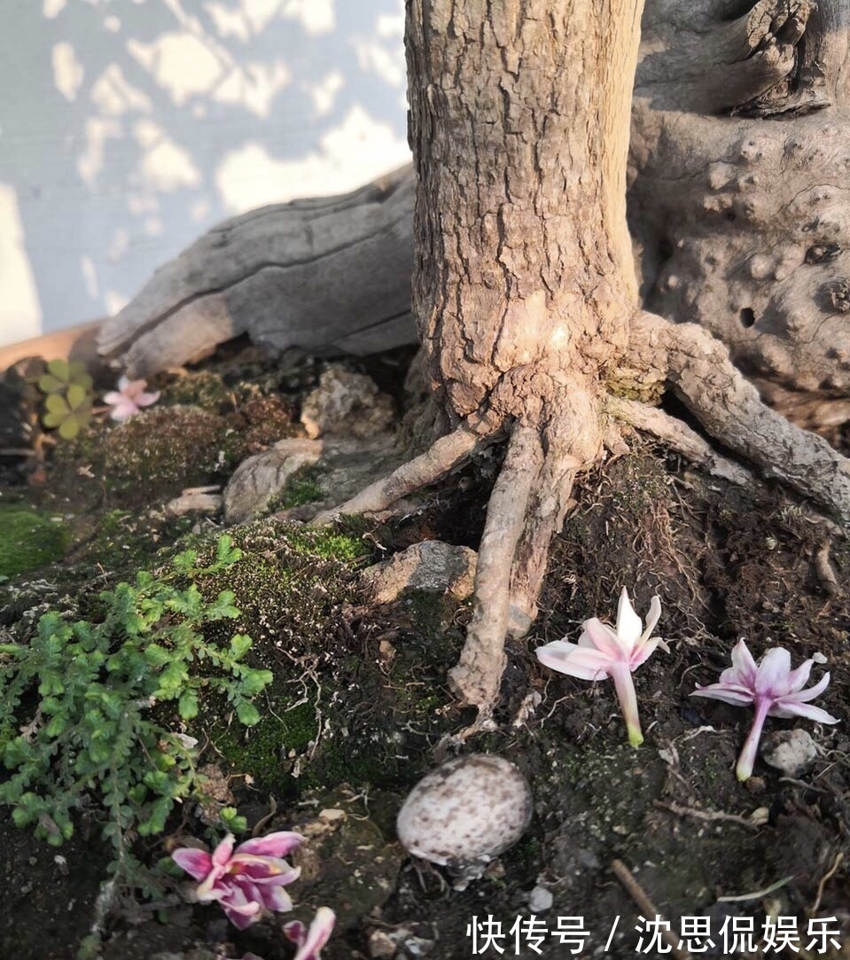 盆栽|茉莉花养成“老桩”，1次开花上百朵，满园花香，技巧有4个