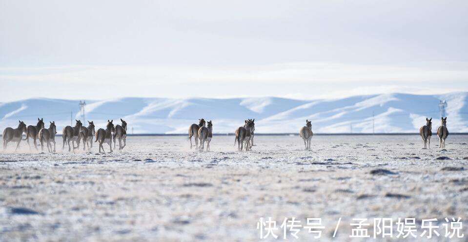 狼溪|中国“最大的无人区”可可西里，到底有多危险？今天算明白了