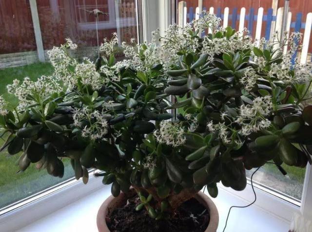 此花养上3、5年,给''1万''都舍不得卖,聪明养花人的首选