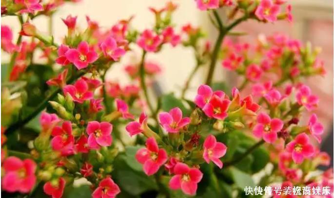 长寿花|2种东西埋盆里，长寿花呼呼长，开花满盆