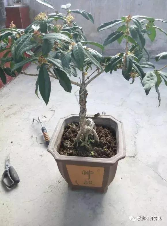 换盆不修根,等于白换,再怎么换也不好使!