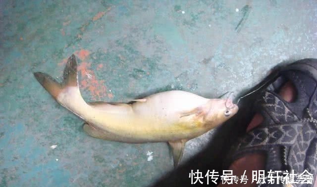 垂钓|夏季钓黄颡鱼,都说家禽内脏效果好,这里却藏着一个“必杀公式”