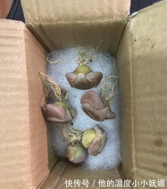 “老婆让我取快递，打开一看我懵了，这是啥啊”哈哈哈哈哈