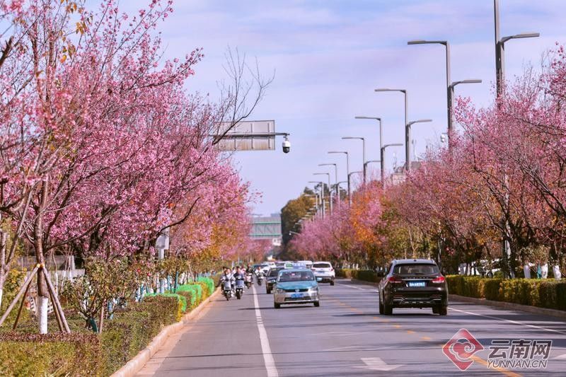 冬樱花|【组图】昆明红塔西路冬樱花盛放