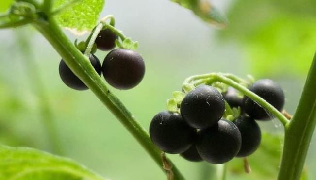 缓解|龙葵虽不起眼,却浑身是宝,缓解近视,清热解毒消肿利尿