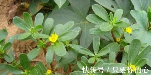 热毒痢疾|这个野菜是天然高钾食物，家里种几盆，年年可摘，可口有营养！