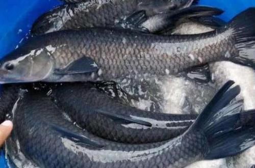 女生怀孕后要当心,胎儿“最怕”4物,贪吃或会造成胎儿畸形