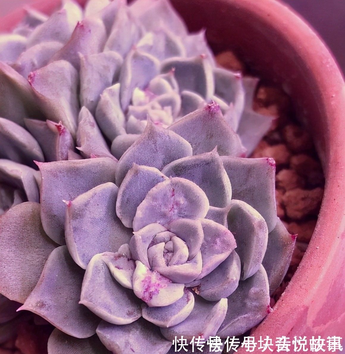 秋天紫外线强度高,多肉在家里也能出状态,早起喷水,有利于变色