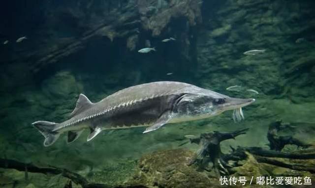 这种鱼的脊髓被称作“龙筋”,清朝属于贡品!