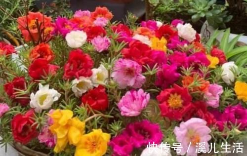观赏价值|新手就养4种花，好养易爆盆，养上一盆四季欣赏，好养活还不贵