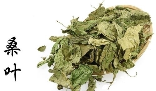 树叶!治盗汗最简单的办法:一种树叶,研末送服,从古用到今