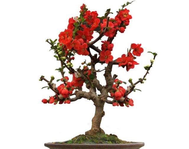 海棠花色艳丽，海棠盆景有富贵的象征，海棠盆景如何养护