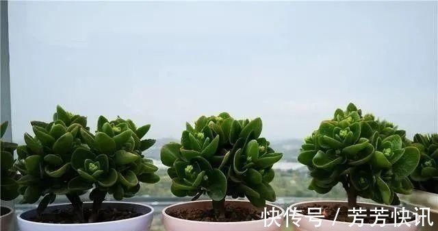 夏天这8种花赶快“断水”,一瓢水就能要了小命