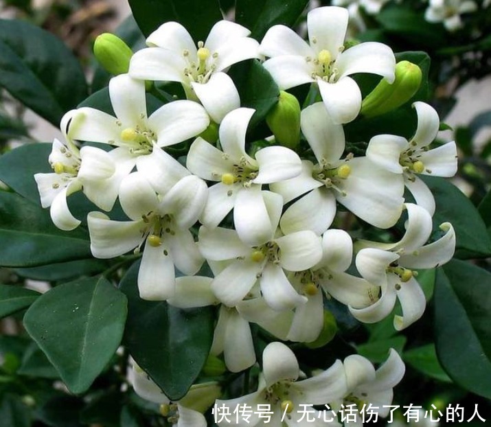 养花就养“5种花”，不仅能净化空气，最关键还旺财又镇宅！