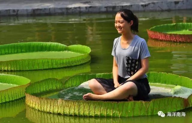 叶片|王莲，善变女神的休闲风范。