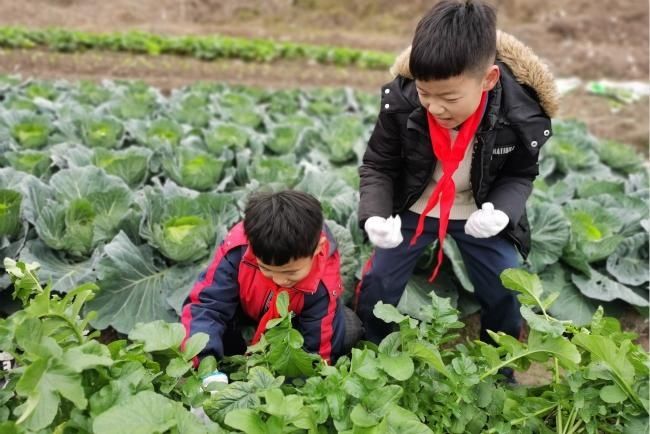 冬至的平阳鹤溪小学 在菜园子里上大自然的课