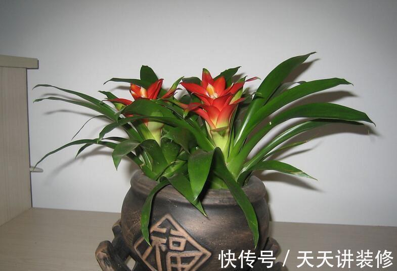 生长|养花,只要养护适当,盆栽生长速度都将达到最佳状态