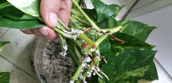 绿萝剁八段，埋土里就发芽，10天长出一茬苗