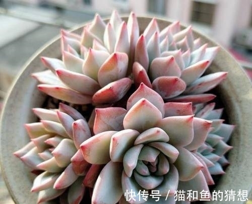 多肉长时间不服盆?从根源上解决问题,叶片肥厚养成肉墩子!