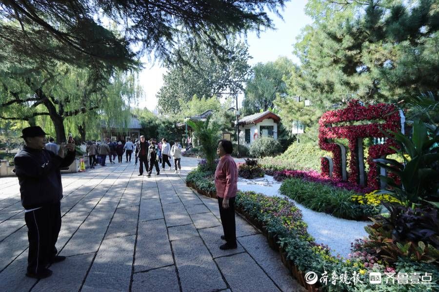 海豹池|菊花吐蕊，菊香四溢，趵突泉菊展代客来