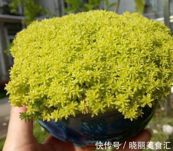 6种多肉爱爆崽，越晒颜色越靓丽，轻松爆盆，从花盆里“流出来”