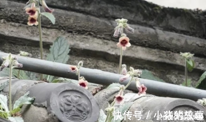 天目地黄|它是“四大仙药”之一,若长在你家屋顶,是你福气,别以为是杂草