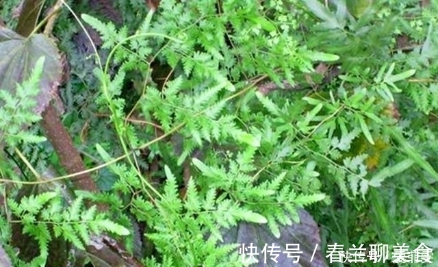 宝贝|这植物叫“金沙藤”,整株都是很好的宝贝,对咳嗽还有很大的用处