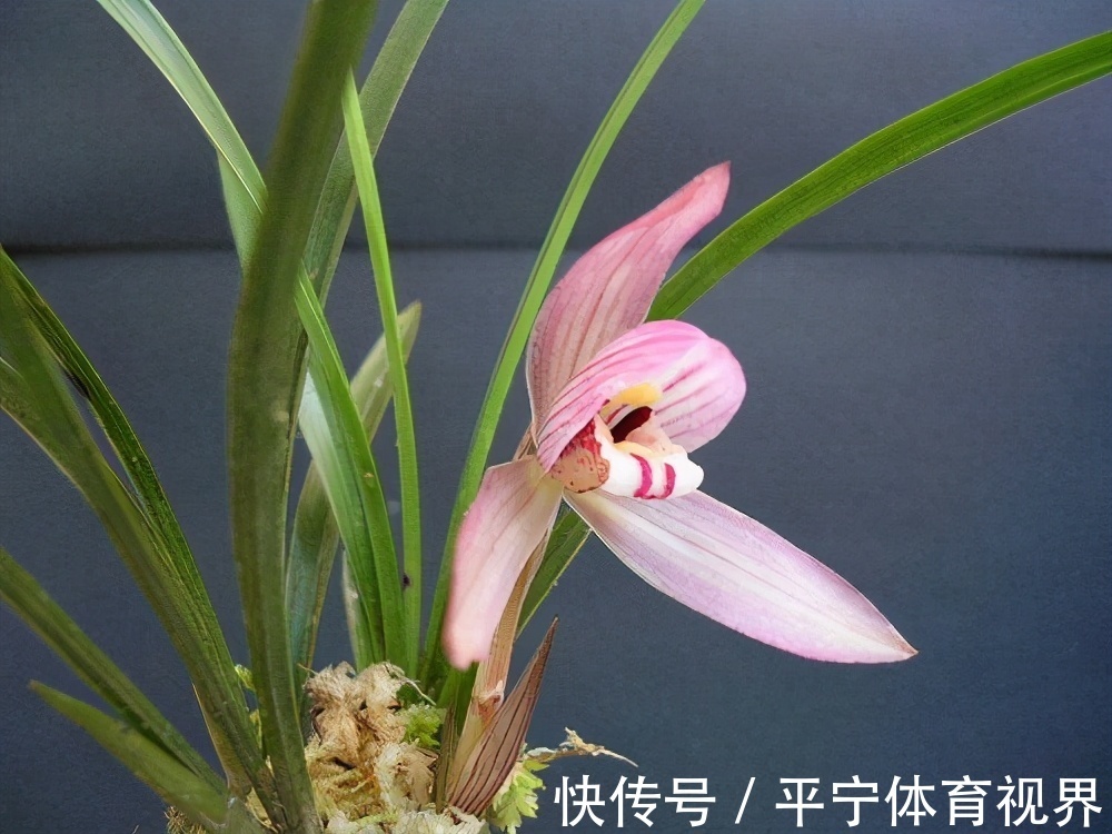 春节|这几种花冬天开爆盆,但一般人家养得不多,现在养正开花,很漂亮