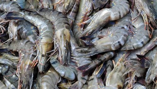 买虾时,如果遇到这5种,再便宜也不要买,健康才是第一位