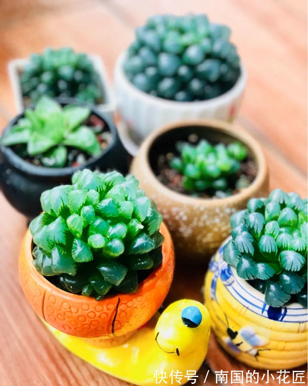 叶片|夏天怕晒的花,赶紧搬到阴凉地儿,再晒成枯杆了