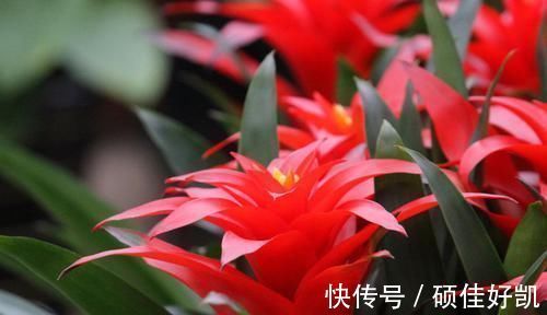 卧室|将这些植物养殖在卧室里面,让你一觉睡到大天亮!