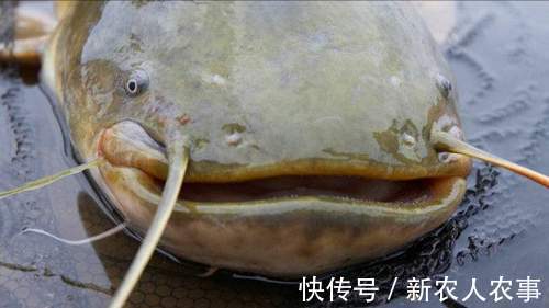 深圳一河中“鱼儿成灾”,岸边却一个钓鱼人也没有,原因令人无奈