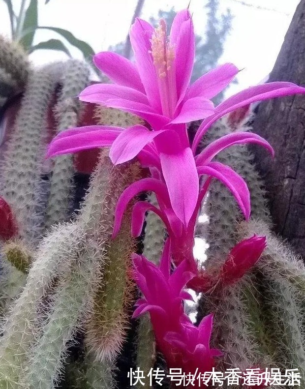 花卉盆栽|秋冬就养这“花”,越冷越爱开,比蟹爪兰还漂亮,养100盆也不多