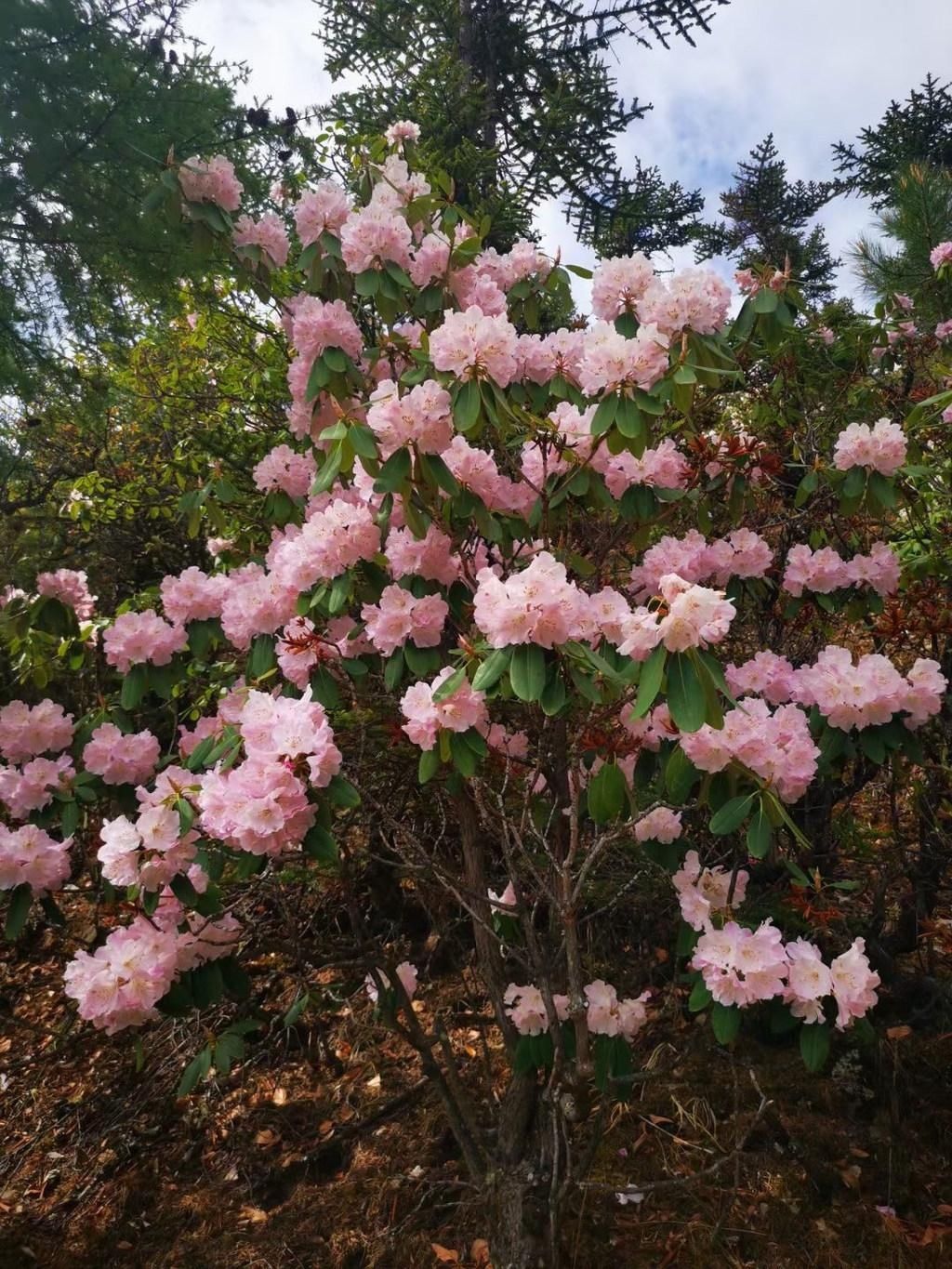 杜鹃花|超美！得荣太阳谷百里杜鹃怒放