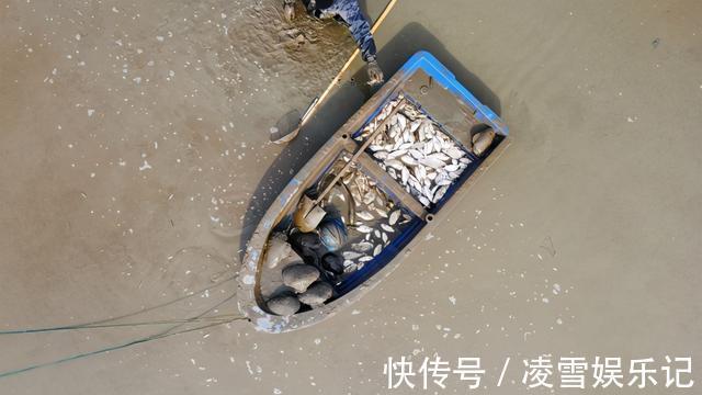 鱼塘|安徽老乡养鱼,两万元鱼苗投放进去,却被这群“大害鱼”吃个精光